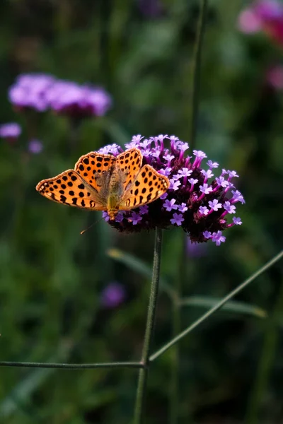 Close Vertical Borboleta Issoria Lathonia Flor Rainha Espanha Fritilário — Fotografia de Stock