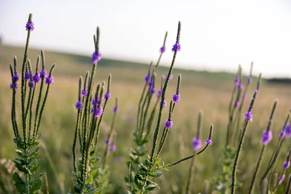 Shallow Focus Purple Hoary Vervain Plant — Stock Photo, Image