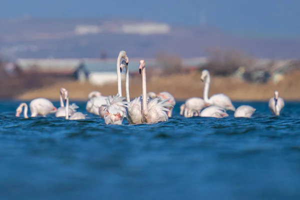 Selective Focus Group Greater Flamingos Phoenicopterus Roseus Water — Stock Photo, Image