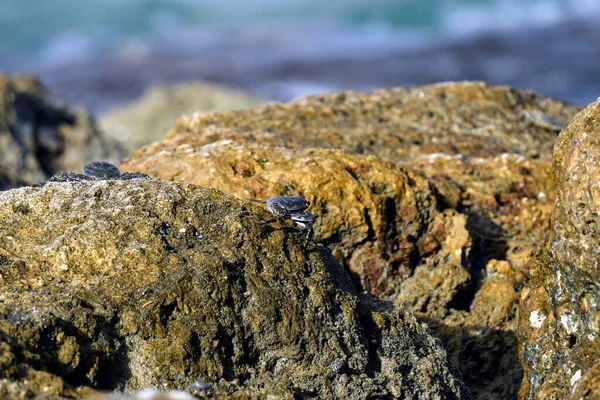 Primer Plano Pequeño Cangrejo Negro Sobre Borde Una Roca — Foto de Stock