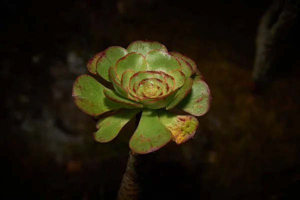 グラン カナリア カナリア諸島 Echeveria Elegans — ストック写真