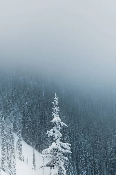 Plan Vertical Une Belle Forêt Hiver — Photo