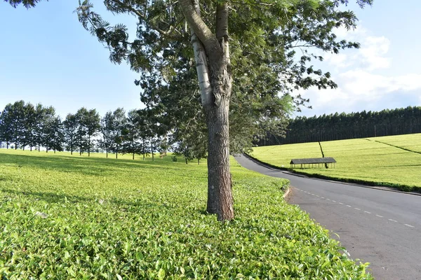 Yanlarından bir yol geçen çay çiftliklerinin güneşli manzarası.