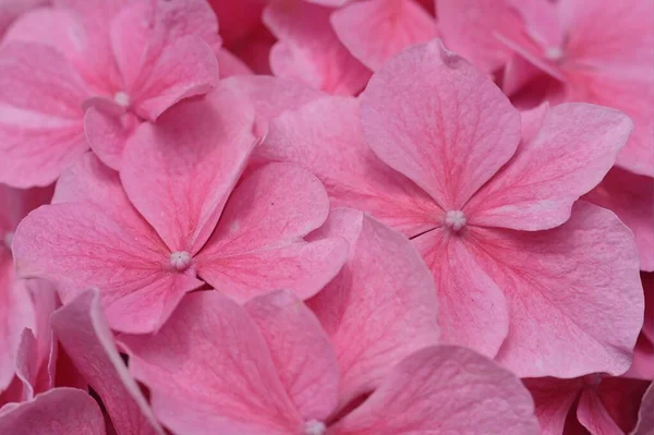 Hydrangea Popular Ornamental Flowering Plants Widely Cultivated Many Parts World — Stock Photo, Image