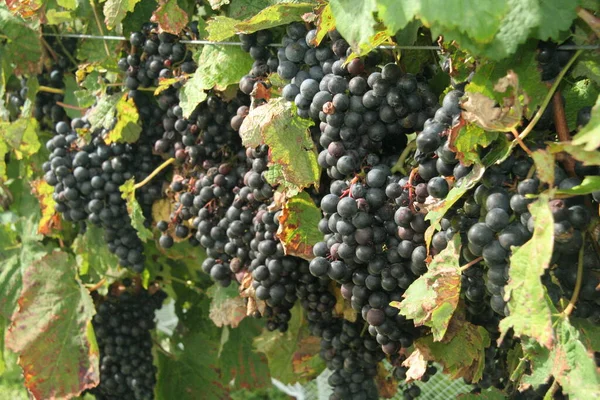 Bunch Ripe Grapes Vineyard — Stock Photo, Image