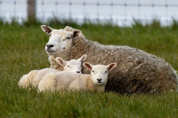A closeup of a sheep with two lambs sitting on the green grass