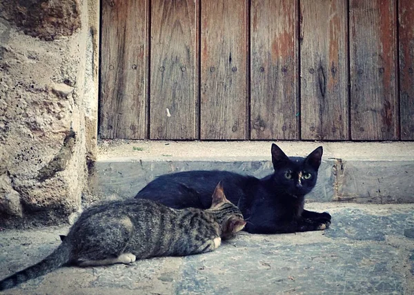 Adorabile Gatto Nero Gattino Tabby Terra Davanti Una Porta Legno — Foto Stock
