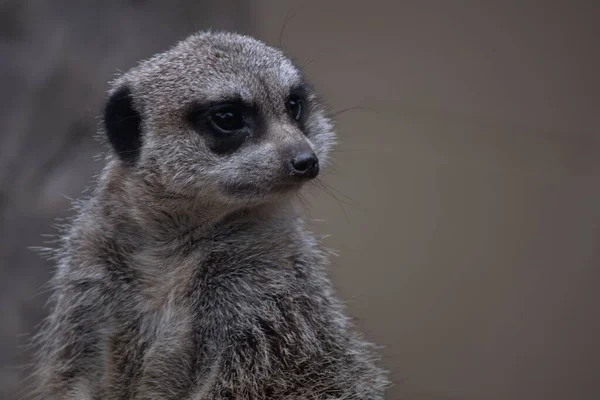 Close Meerkat Olhando Para Lado Fundo Borrado — Fotografia de Stock