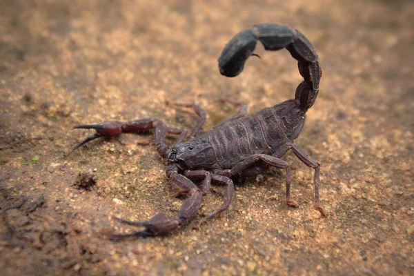 Skorpion Makrofotografii Tityus — Zdjęcie stockowe