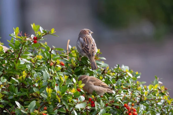 Två Sparvar Passerida Sittande Buske Med Eldtorn Pyracantha Med Röda — Stockfoto