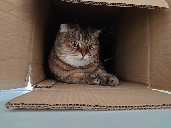 Yerdeki bir kutuda şirin bir İngiliz Shorthair kedisi