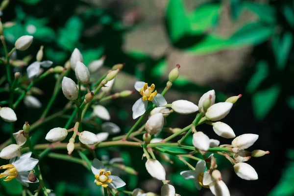 Nandina Domestica Изолирована Небесный Бамбук Небесные Бамбуковые Цветы Гольфстрима — стоковое фото