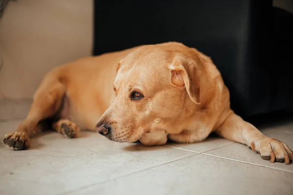 Zbliżenie Ślicznego Psa Leżącego Podłodze Patrzącego Coś — Zdjęcie stockowe
