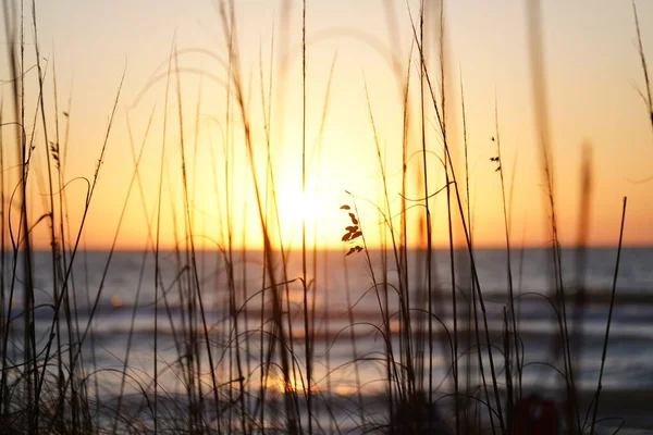 夕阳西下 美丽的海景掠过草丛 — 图库照片
