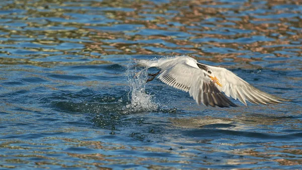 Royal Tern Prey Its Beak Flying Blue Clear Water — Stock Photo, Image