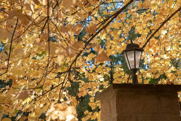 Beautiful Shot Garden Light Tree Yellow Leaves — Stock Photo, Image
