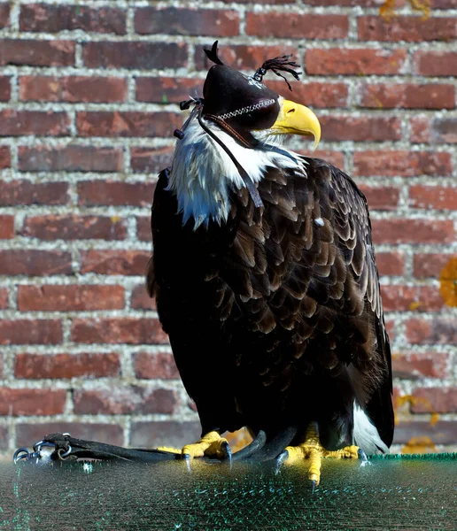 Vertical Closeup Bald Eagle Perched Green Surface Brick Wall Background — Stock Photo, Image