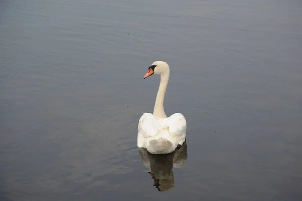 Прекрасный Белый Лебедь Озере — стоковое фото