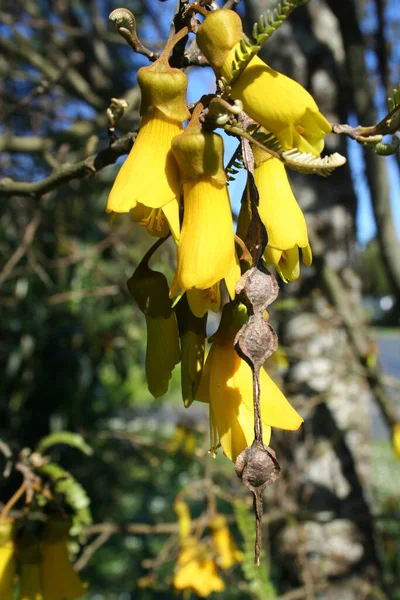Bunch Yellow Kowhai Flowers Bloom Tree Branches Sunny Day — Stock Photo, Image