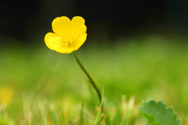Primer Plano Una Buttercup Meadow Amarilla Cultivada Jardín Primavera —  Fotos de Stock