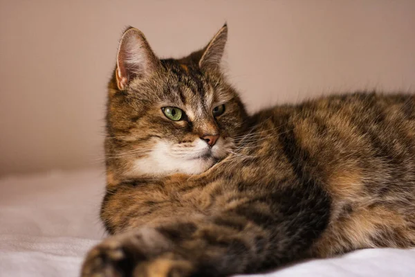 Underbar Katt Stirrar Kameran — Stockfoto