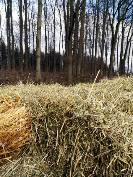 Une Sélection Meules Foin Près Une Forêt — Photo