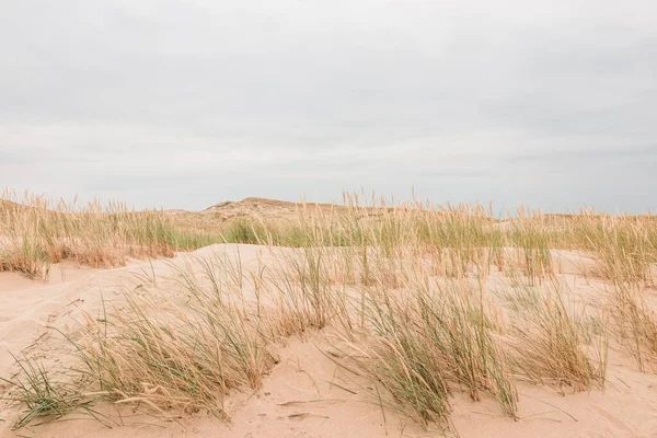 Kumda kuru çimenler, öğlen, Vecekrug Dune, Litvanya