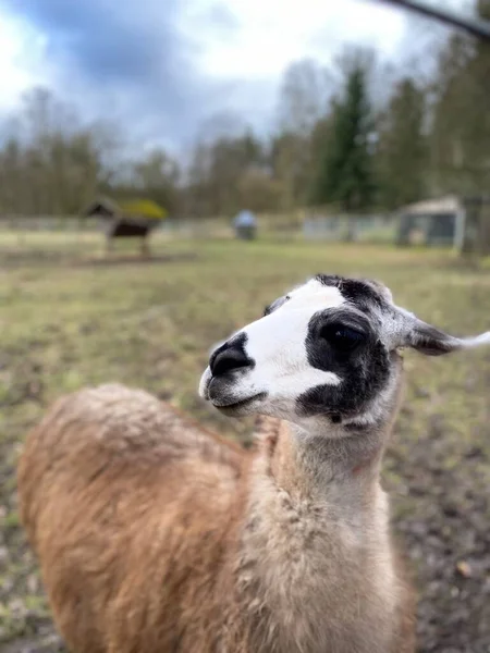 A vertical shot of a sheep in a farm