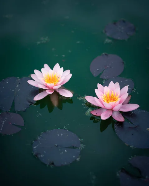에메랄드 물에서 꽃차례를 꽃차례 — 스톡 사진