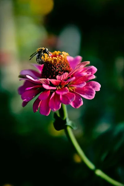 Tiro Vertical Abelha Coletando Néctar Flor — Fotografia de Stock