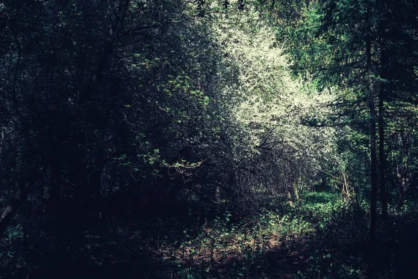 Ein Malerischer Blick Auf Dichte Grüne Bäume Und Sträucher Einem — Stockfoto