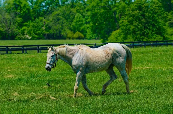 Das Weiße Pferd Weidet Auf Dem Grünen Feld Der Ranch — Stockfoto