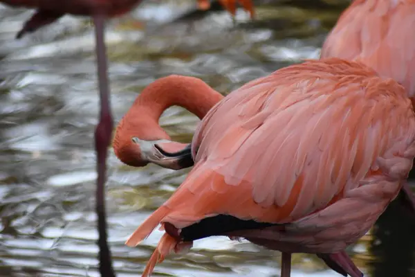 Closeup Shot American Flamingo Water Standing Cleaning Himself — Stock Photo, Image