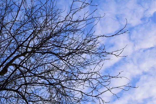 Μια Χαμηλή Γωνία Ενός Δέντρου Μπλε Ουρανό Στο Παρασκήνιο — Φωτογραφία Αρχείου