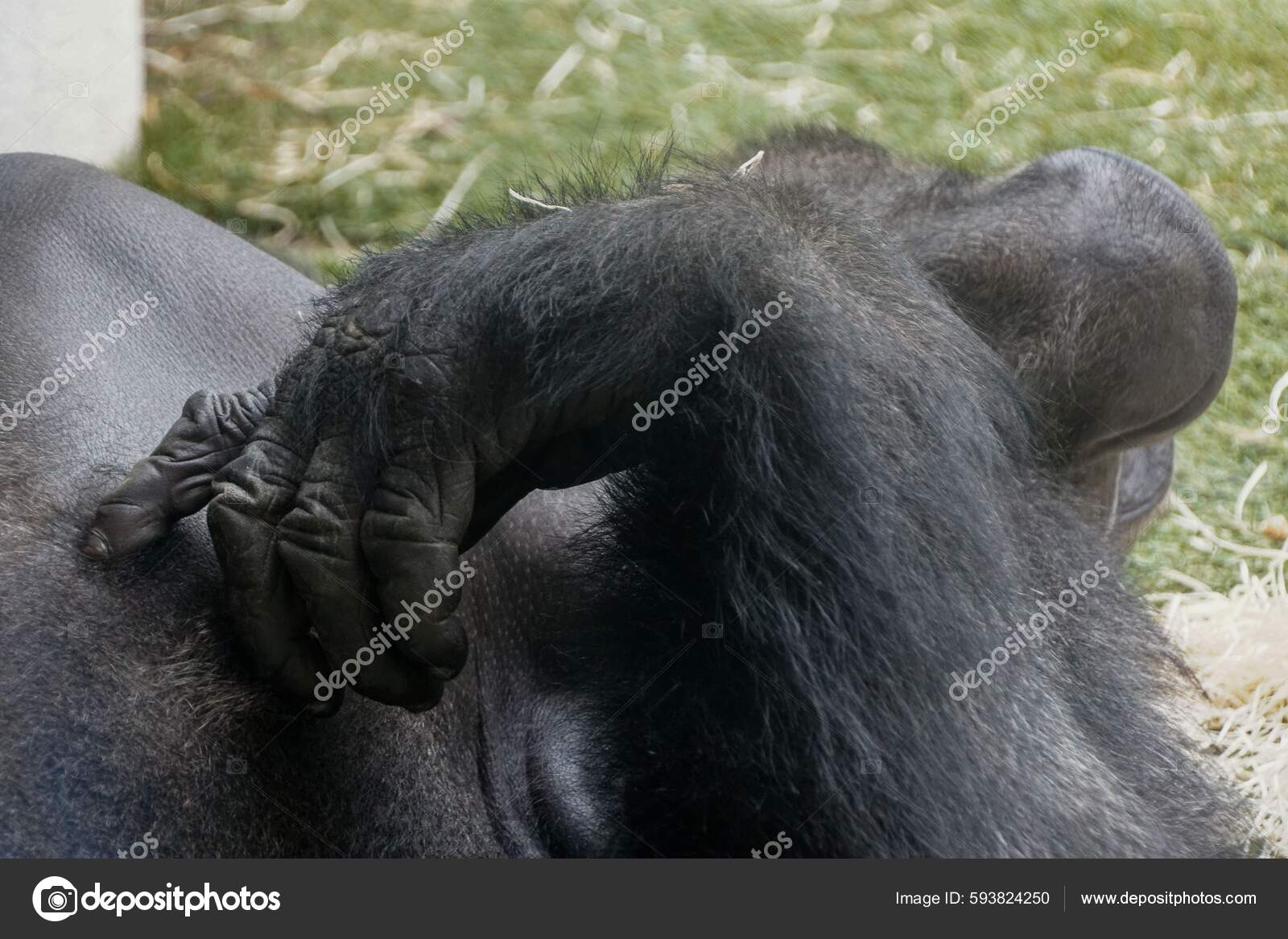 Foto Macaco branco e preto na grama verde durante o dia – Imagem