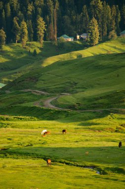 Gulmarg dağlarında otlayan atlar, Hindistan 'ın Jammu & Kashmir eyaletinin popüler bir kayak merkezi olan yaz mevsiminde bir tepe istasyonu..