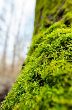 Küçük yeşil otlarla dolu bir ağaç gövdesinin dikey görüntüsü.