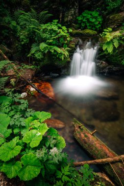 Ormandaki küçük bir şelalenin manzarası