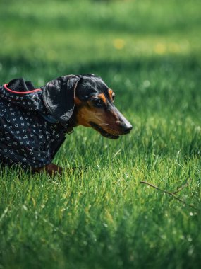 Otlakta palto giyen bir dachshund köpeğinin dikey çekimi.
