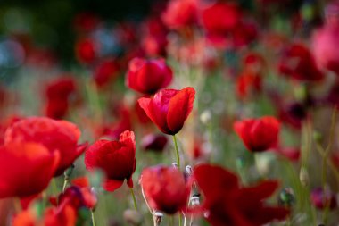 Bulanık bir arkaplanda kırmızı gelincik çiçeklerinin manzarası