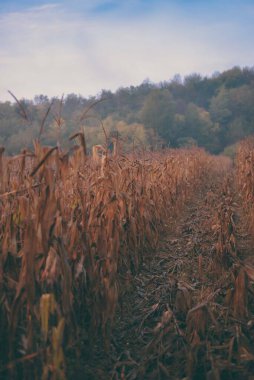 Arka planda bulutsuz gökyüzü ve ormanlık bir çim tarlasının dikey çekimi