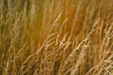 Gün batımında bir buğday tarlasının yakın çekimi.