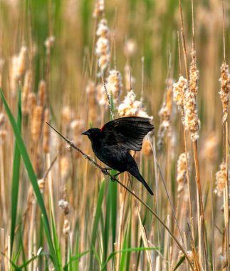 Sarı kanatlı bir karatavuk, arka planda bulanık kuyruk bitkileri olan bir dal üzerinde duruyor.