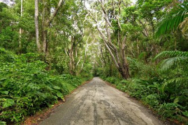 Ormanda ağaçlarla çevrili bir patika.