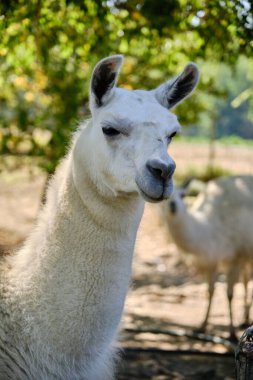 Bulanık arkaplanda beyaz bir lama var.