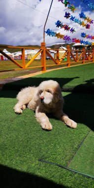 Parkta çimlerin üzerinde uzanan bej renkli şirin bir köpeğin yakın çekimi.