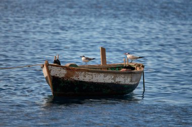 Denizde paslı bir tekneye tünemiş bir martı sürüsü.