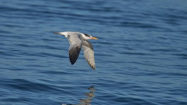 Mavi berrak okyanus suyunun üzerinde uçan bir sternidae. Özgürlük kavramı.