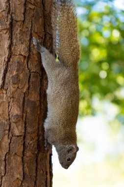 Güneşli bir günde ormanda gri bir sincabın dikey görüntüsü.