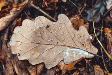 Bir meşe palamudu sonbahar yaprağının yakın çekimi yere biraz su damlatıyor.